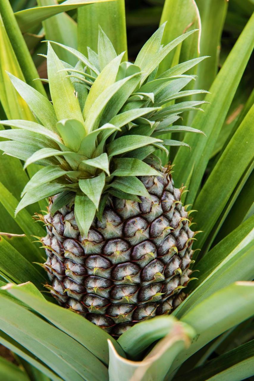Herdade Do Ananas Ponta Delgada  Exterior photo